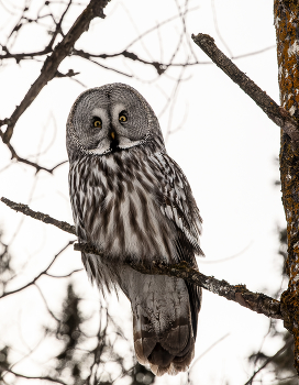 Зимний страж. / В тишине таёжного утра она наблюдает за миром. Бородатая неясыть — воплощение лесной мудрости и грации. Её взгляд — как загадка, которую хочется разгадывать вечно.