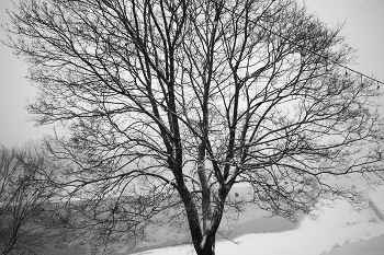 ч/б снегопад 3 / ***