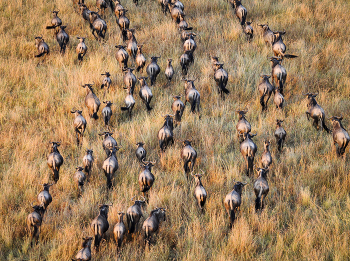 Миграция / ***