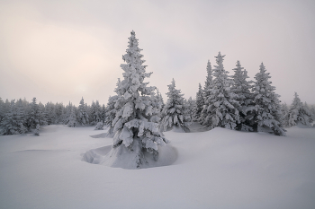 "Ели Таганая" / Еловые редколесья Дальнего Таганая. Район Метеостанции.

Тех, кто интересуется моими фототурами, приглашаю в телеграм-канал https://t.me/arskashkarov посвященный именно турам