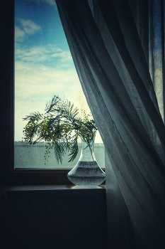 С мимозой... / ***