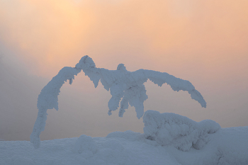 Взлетая над рекой. / Красноярский край. Енисей.
