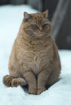 Идеальные формы / ***