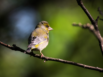 Зеленушка / ***