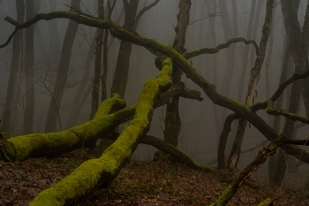 Туманное утро / Зимний лес