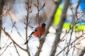 Я вижу тебя / ***