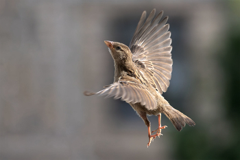 Ангел... / Воробей.