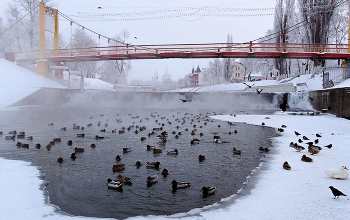 Полынья с птицами в морозную зиму / Полынья с птицами в морозную зиму