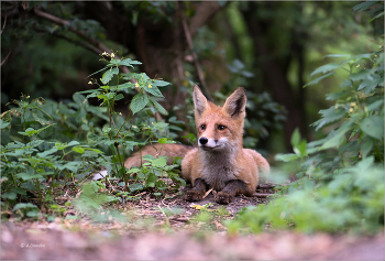 На посту / Лисёнок нв краю опушки