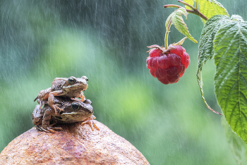 Ягода малина нас у себе манила) / Ягода малина нас у себе манила)