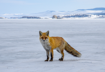 Ольхонский абориген / ***