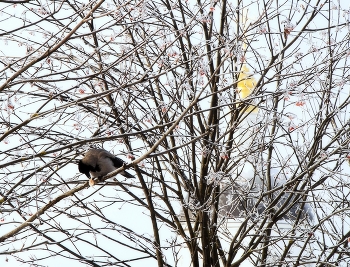 Вороне как-то Бог послал... / Зима.