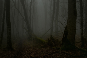 Туманный рассвет / Зимний лес