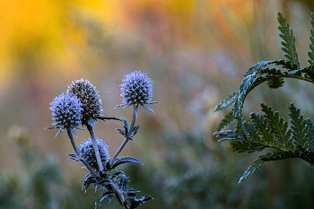 Утром в поле. / ***