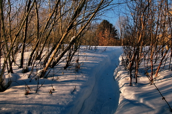 Тропинка. / Томская область.