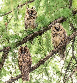День сов. / Вчера был день сов, 
я немного поздно спохватилась.. )
Это семейка ушастых сов, чуть в стороне сидела ещё одна, 
не входила никак в кадр.. )
Видела двух родителей и двух подростков, видела останки от совы (скорее.. от птенца), .. родители не всегда тщательно оберегают птенцов. Могли вороны забрать птенца, или ястребы.