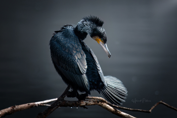 Большой баклан / Great Cormorant / Большой баклан отдыхает и приводит себя в порядок, сушит крылья, оперение. На этом кадре он немного панк и щёголь ). Наблюдения живой природы. Город Краснодар. Большой баклан, Great Cormorant.