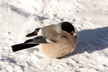 Зимний гость на снежном полотне. / ***