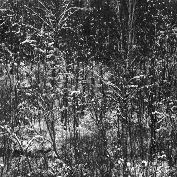 Жизнь вокруг / ***