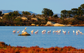 Розовый вечер / Италия, Сардиния, Сан-Теодорро 
Вечер, стая фламинго и одинокая серая цапля.