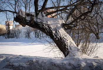 "Старость. На заснеженном Новодевичьем пруду"© / зимнее