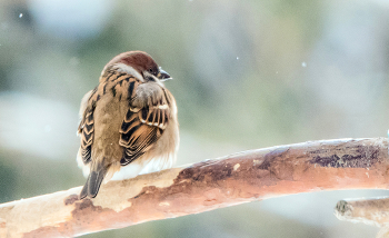 Холодно... / ***