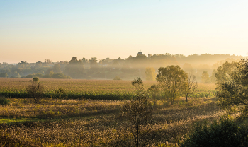 Кукурузное поле. / ***