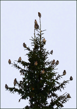 Свиристели прилетели / Стайка свиристелей на вешине ели. Снято из окна квартиры на 6-ом этаже.