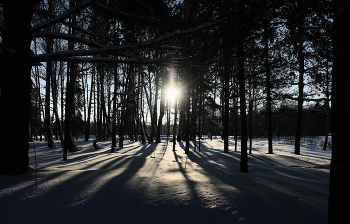 Зимний лес / Зима в Смоленском Поозерье
