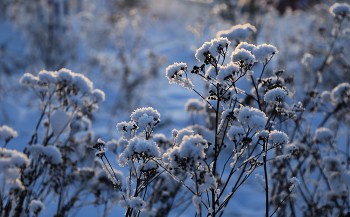 Утеплились / Растения в инее