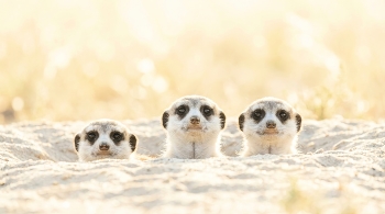 Солнечный дозор / Ai 
Семейство сурикатов, выглядывающих из своего укрытия