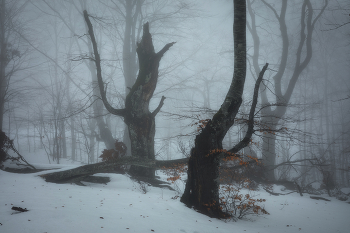 В тёмно-синем лесу / Ангарский перевал. Республика Крым. 04 января 2026