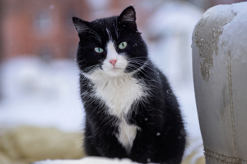 Том / Домашний кот — метис (беспородный кот) — вышел на прогулку, чтобы пообщаться с дворовыми котами. 
Чёрно-белый окрас (биколор) очень распространён среди беспородных кошек. Есть подозрение, что это смесь британского короткошёрстного кота с европейской короткошёрстной кошкой. Этот кот напомнил мне Тома из далекого детства (мультфильма «Том и Джерри»). У него схожий окрас (чёрно-белый), выразительные зелёные глаза и классическая «кошачья» поза. Пожалуй, самый забавный кот из всей моей коллекции.