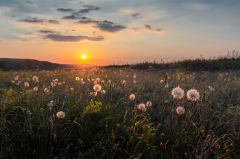 Отцвёл козлобородник / ***