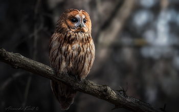 В лесных дебрях / Серая неясыть (рыжая морфа).