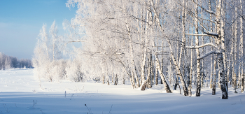 Греясь на солнышке / Февральские зарисовки