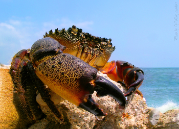 Властелин камня. / Болгария, Золотые пески.
Черноморский каменный краб. 
Сразу оговорюсь, модель не пострадала и после общения с детьми и фотосессии была возвращена в родную стихию.
(а были времена, когда я таких представителей приглашал на пиво.. но с конца 90-х они в красной книге... :) )