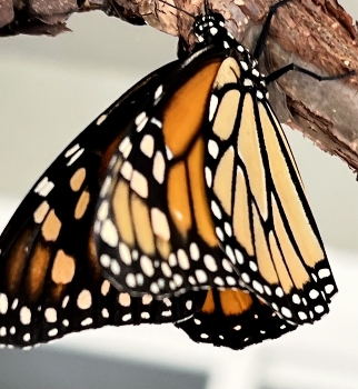 &nbsp; / Monarch butterfly