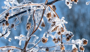 Волшебница зима. / ***