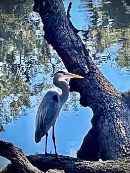 &nbsp; / Wading birds on a river