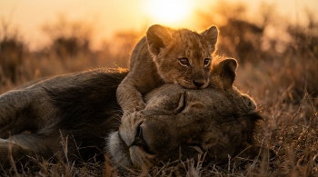 Закатная нежность / сюжет из жизни саванны
