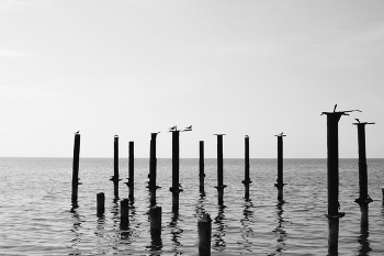 &nbsp; / birds on poles in the Black Sea
