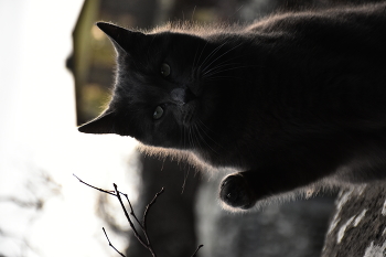 &nbsp; / the cat waves its paw