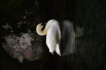 &nbsp; / a swan in a park on a lake
