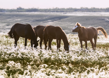 Степные картинки / ***