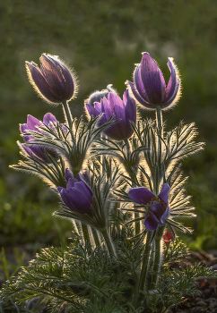 А скоро весна... / А скоро весна...