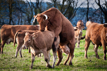 Матриархат / ***