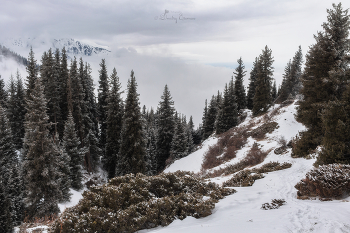 Там, где облака целуют вершины, время замирает... / Комиссаровское ущелье
Заилийский Алатау