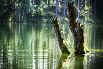 Пруд Лес / ***