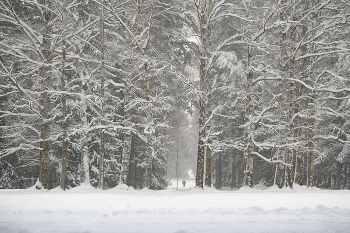 Павловск / ***